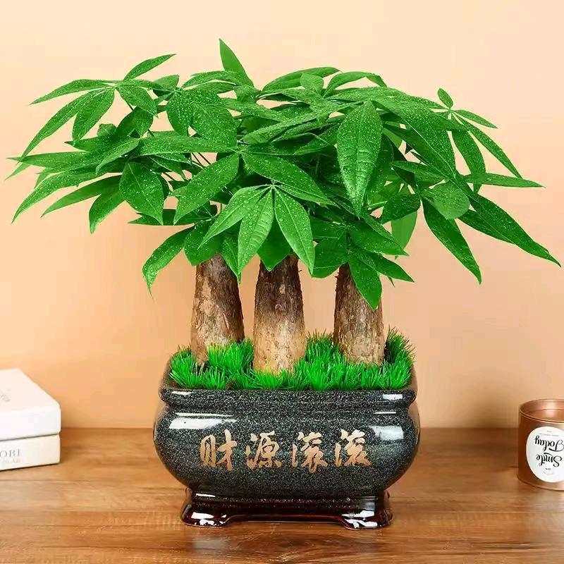 舒馨