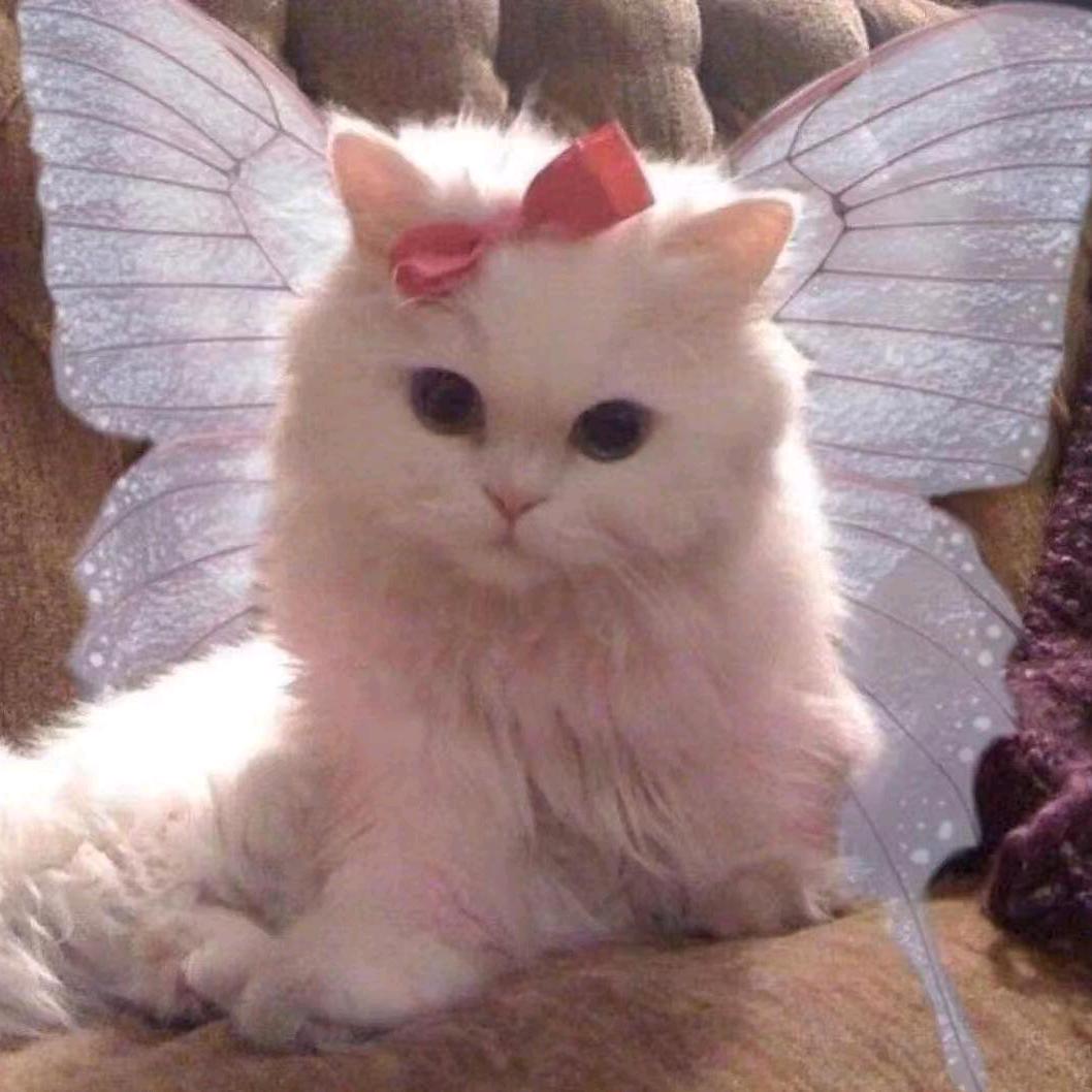 叮叮猫🐾