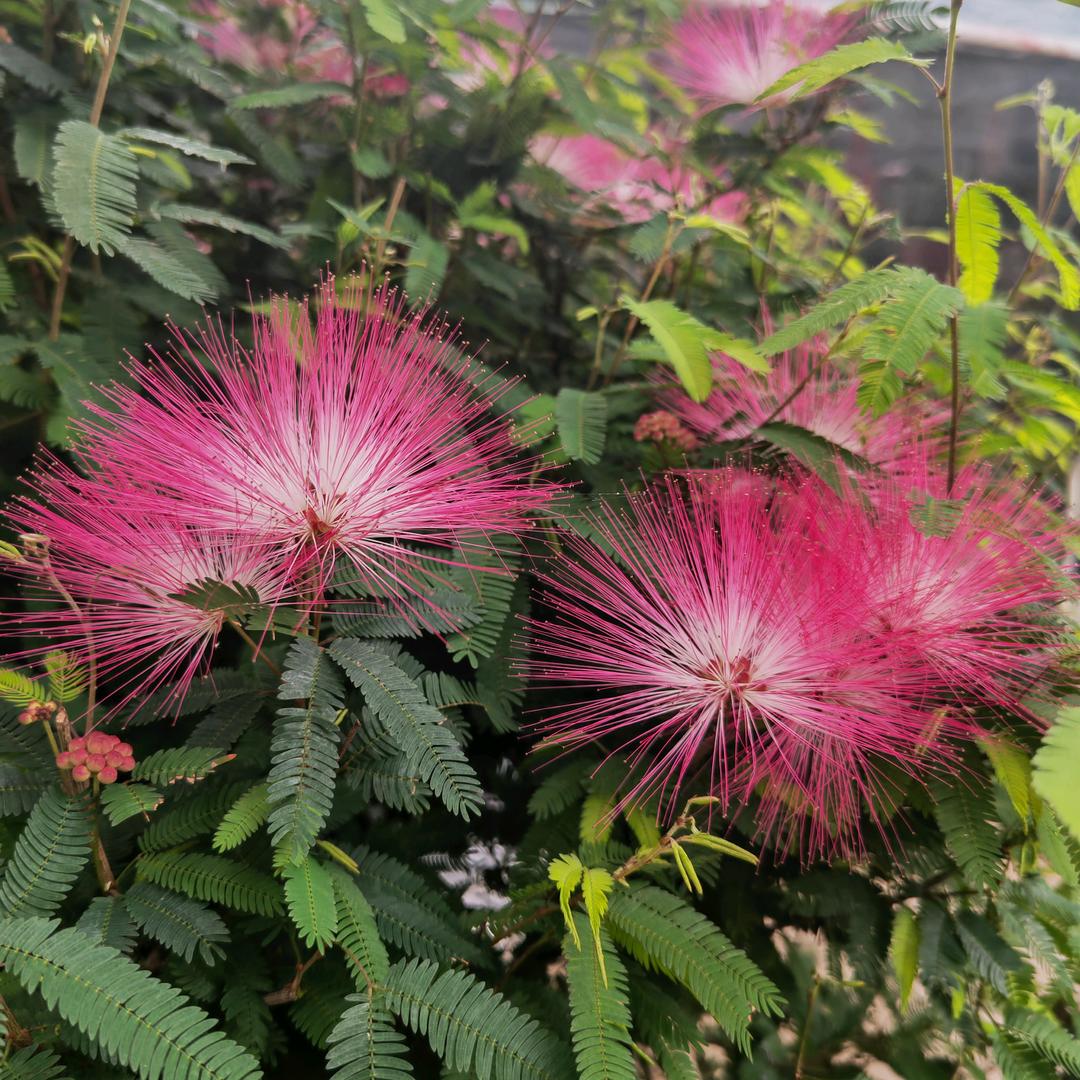 生态小屋花艺