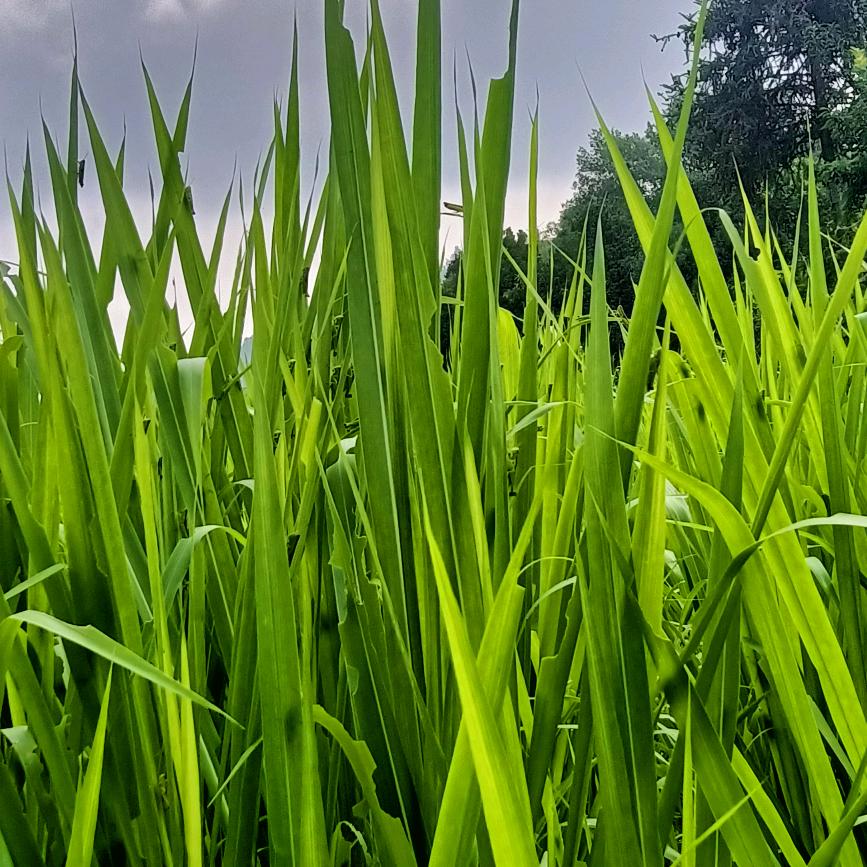 赵福美，女儿身，男儿命