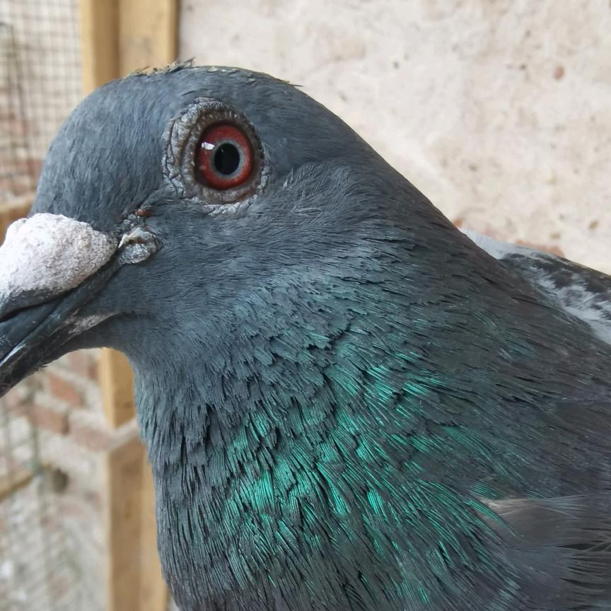 大鹏展翅鸟鸽舍