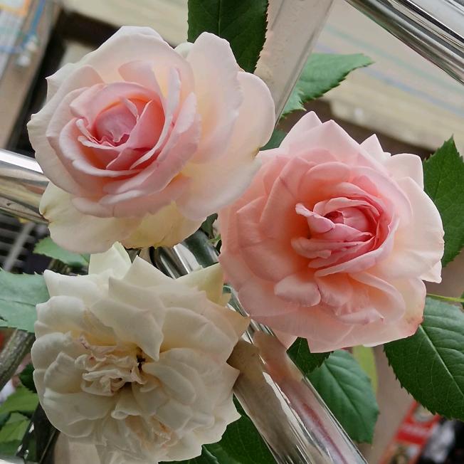 醉美之花