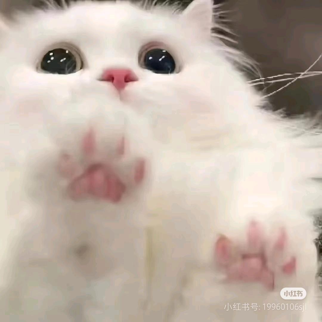 博学的柑橘