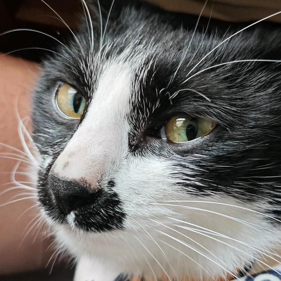 今日说猫