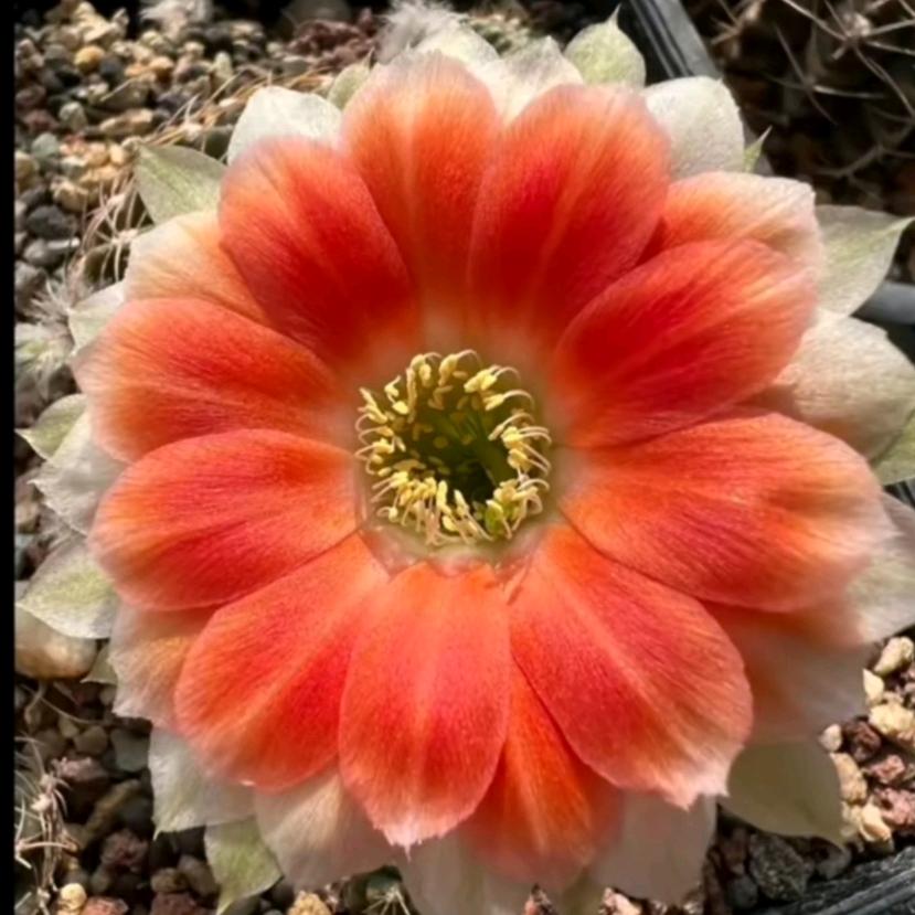 美女姐姐的花店