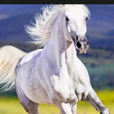 🌹万事有缘🌹