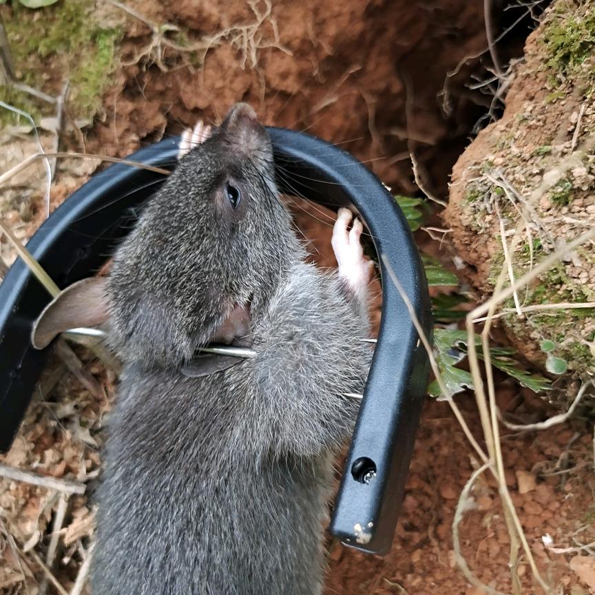 森捕
