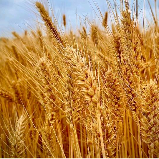 田家庵区梅子子百货店（个体工商户）