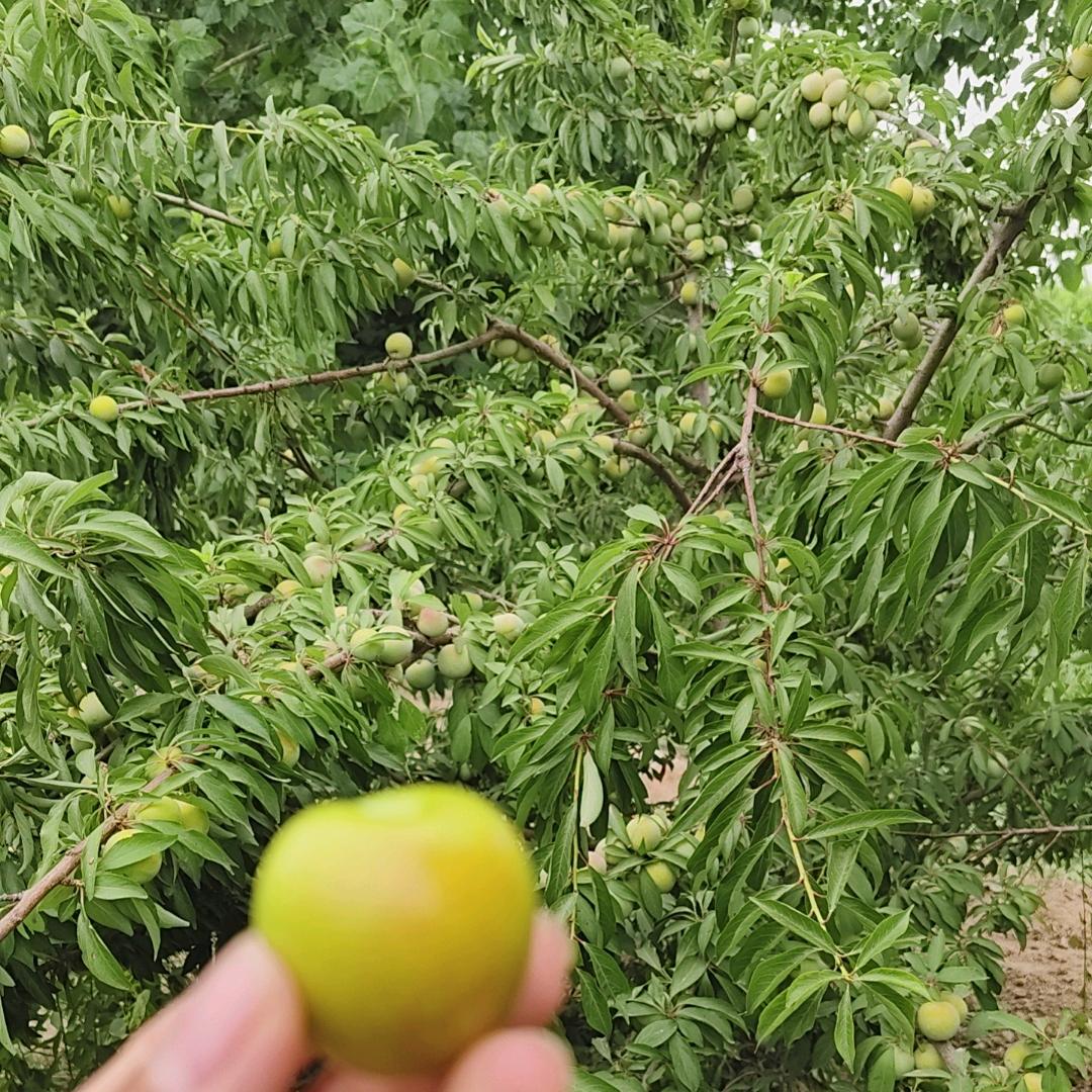 官庄火山石烤肠加工