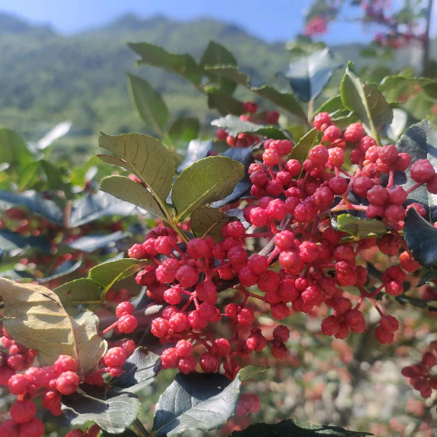 茂县羌之瑞农产品经营部（个体工商户）