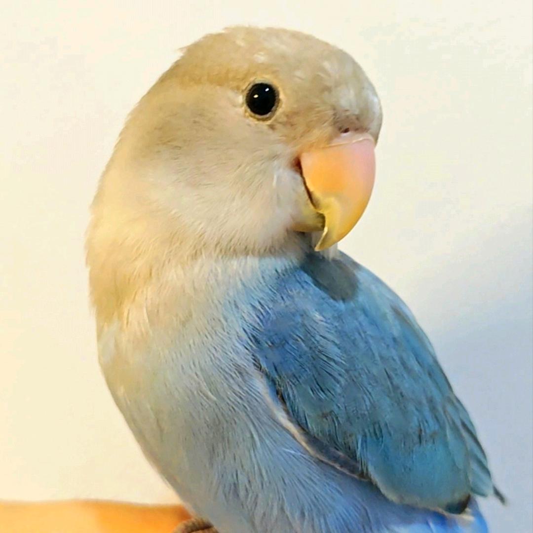 🐦蓝莓莓