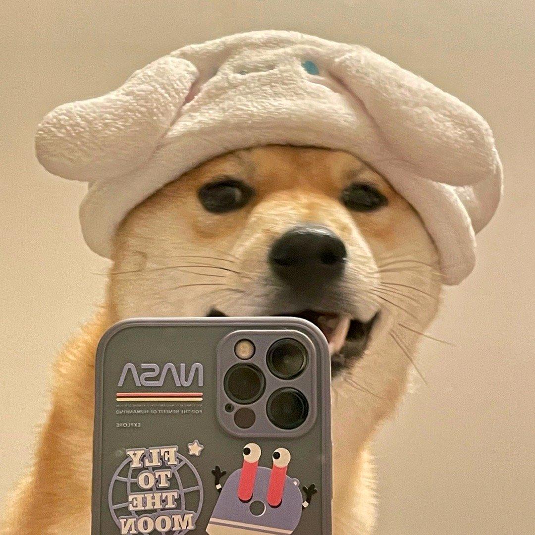 柴可猪斯基