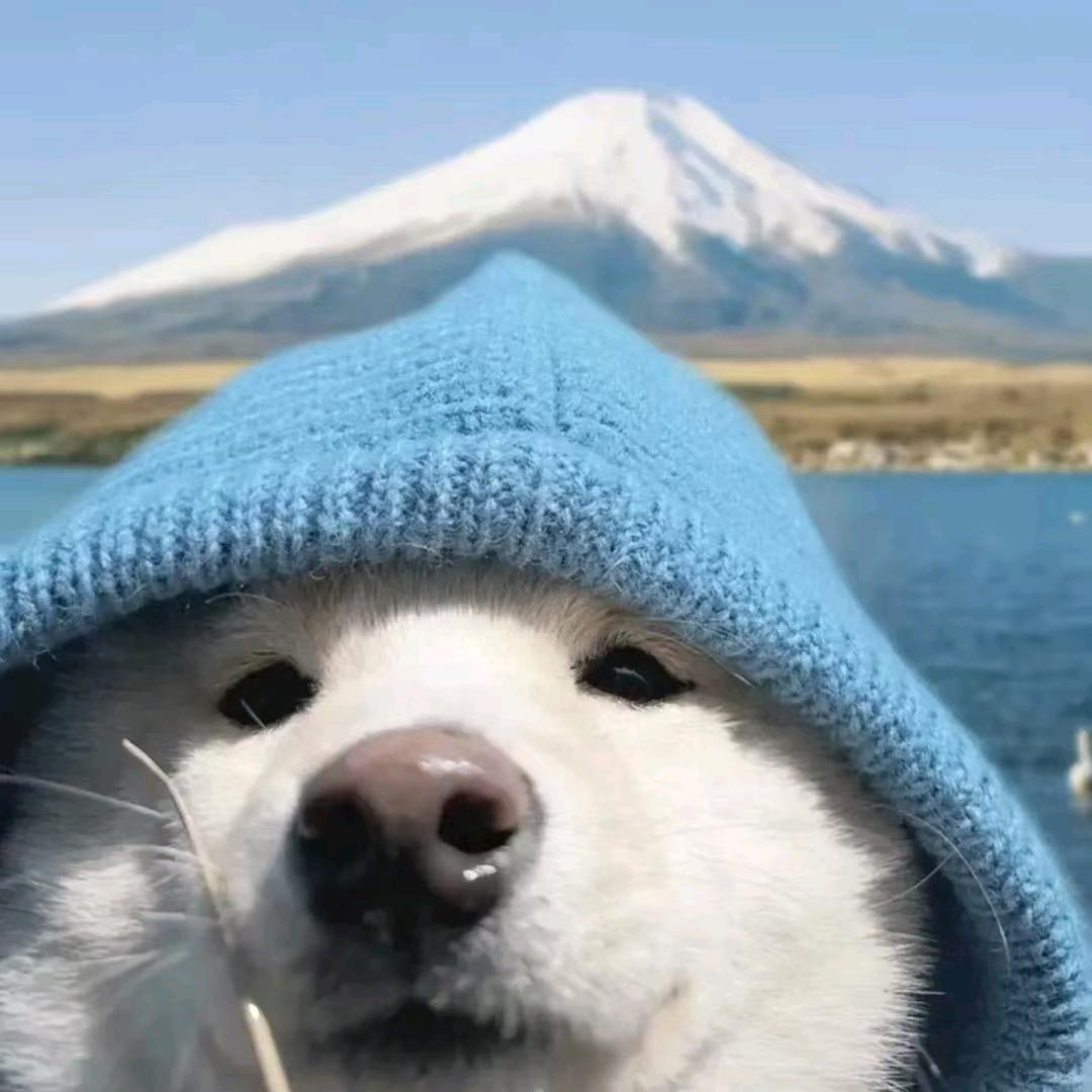 大黑耗子