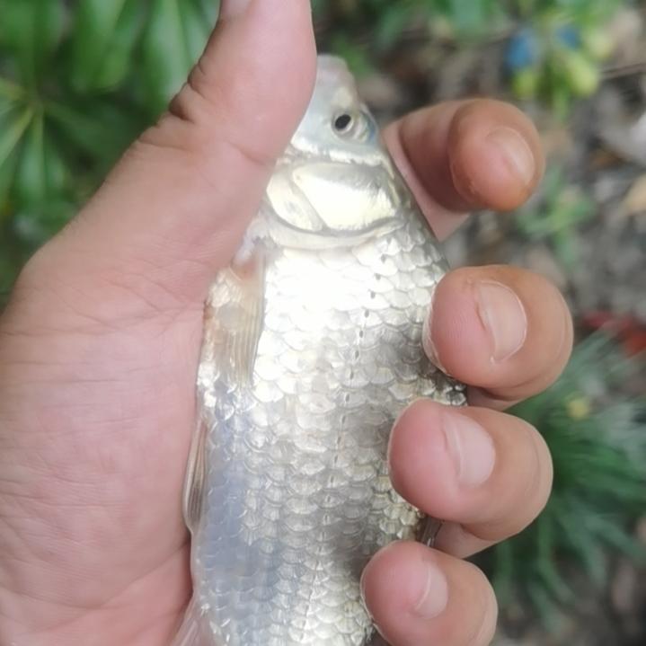 小鲫鱼