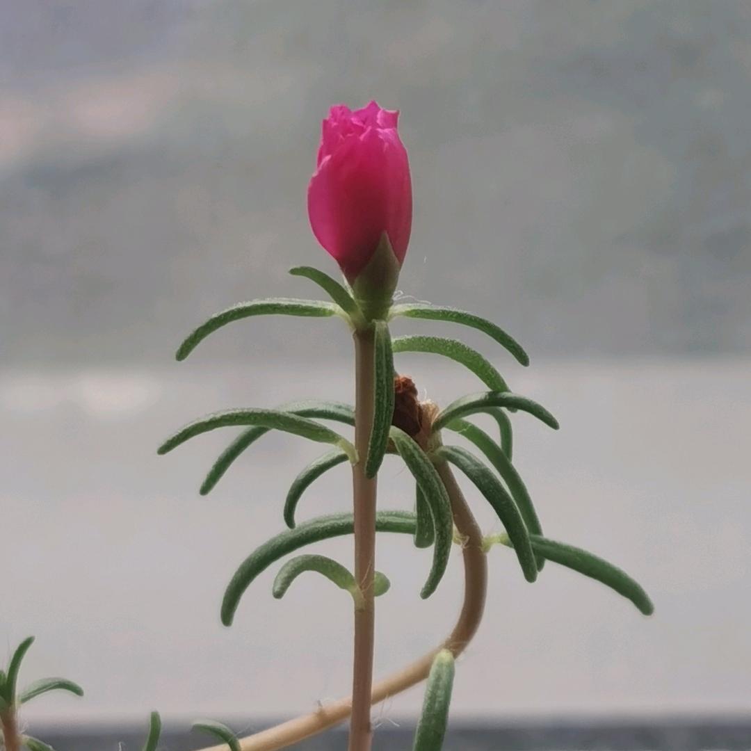 一休