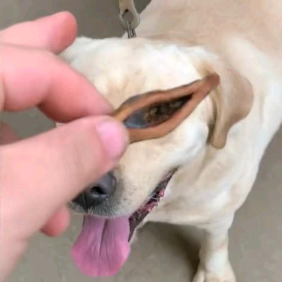 stella
