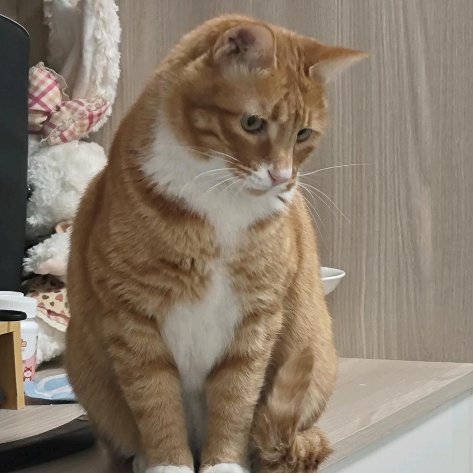 爱做手工的果冻