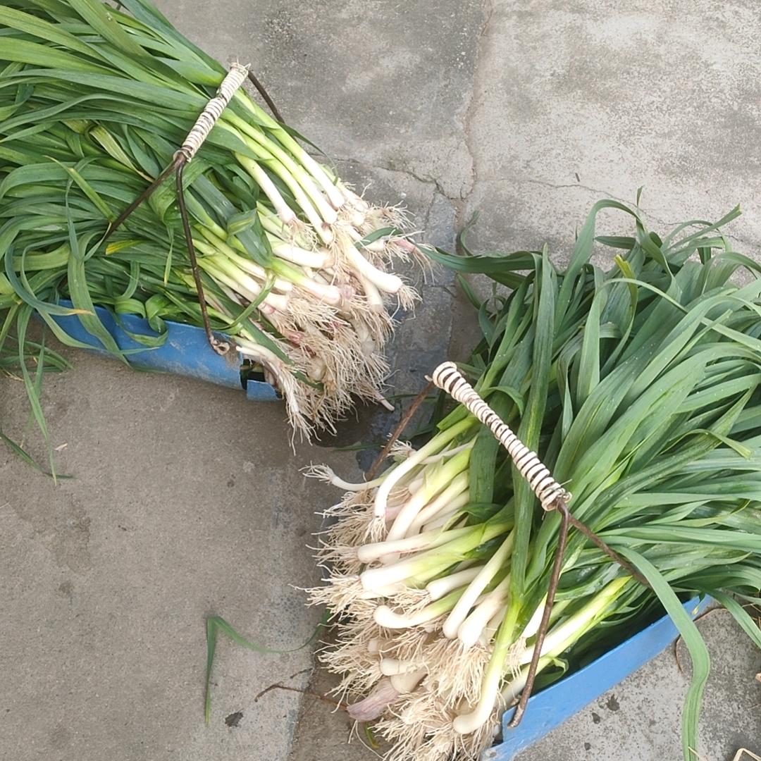谢谢老谢🌾