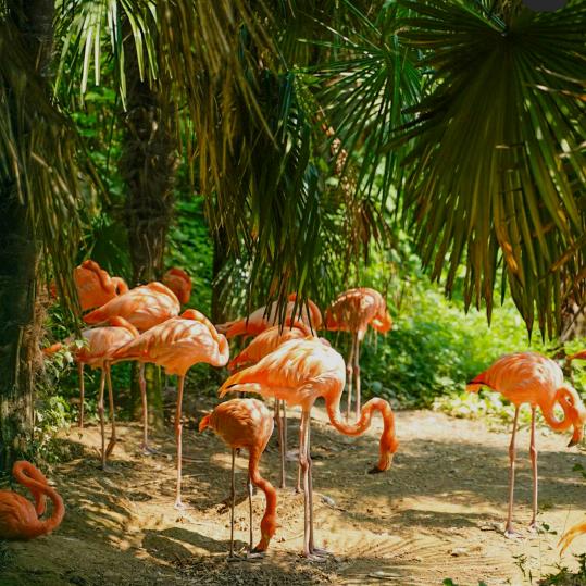 本地生活直播间