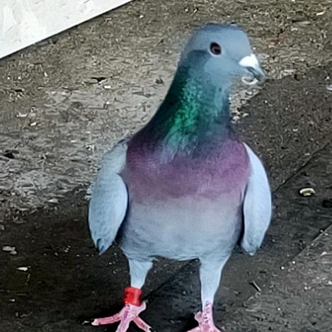 金色年华