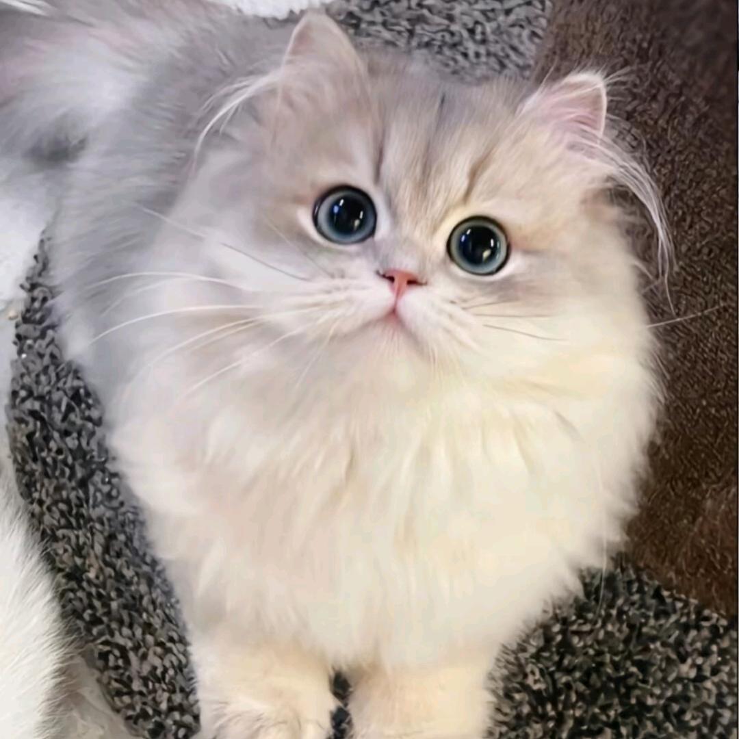 金渐层（迈凯轮）😊