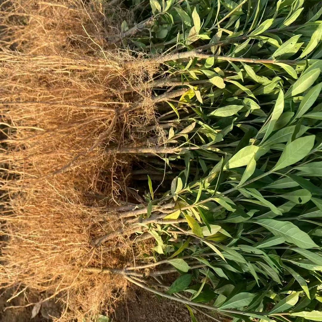 德强农业种植收购
