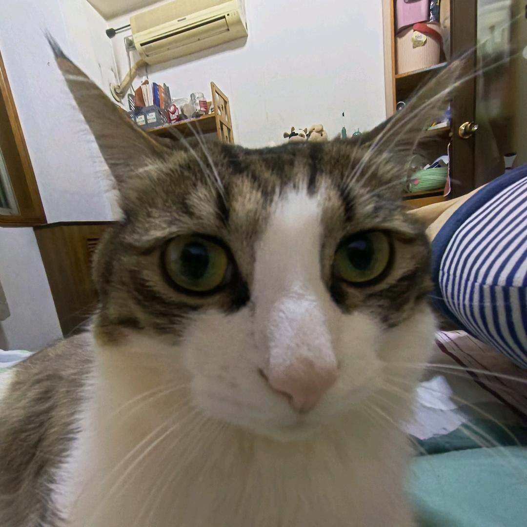 我的小猫叫顺溜