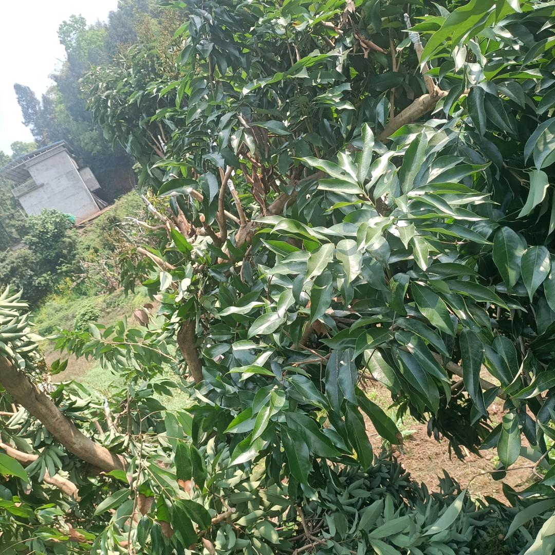 福星高赵