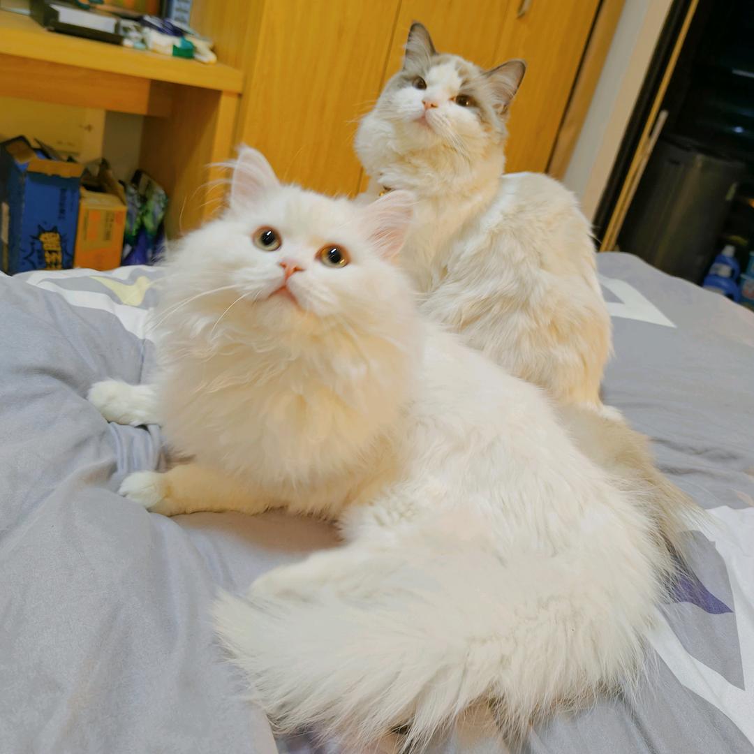 谢村小杜