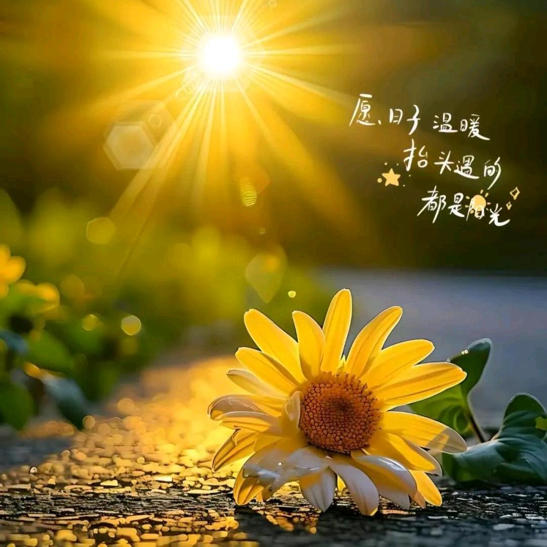 羊羊羊