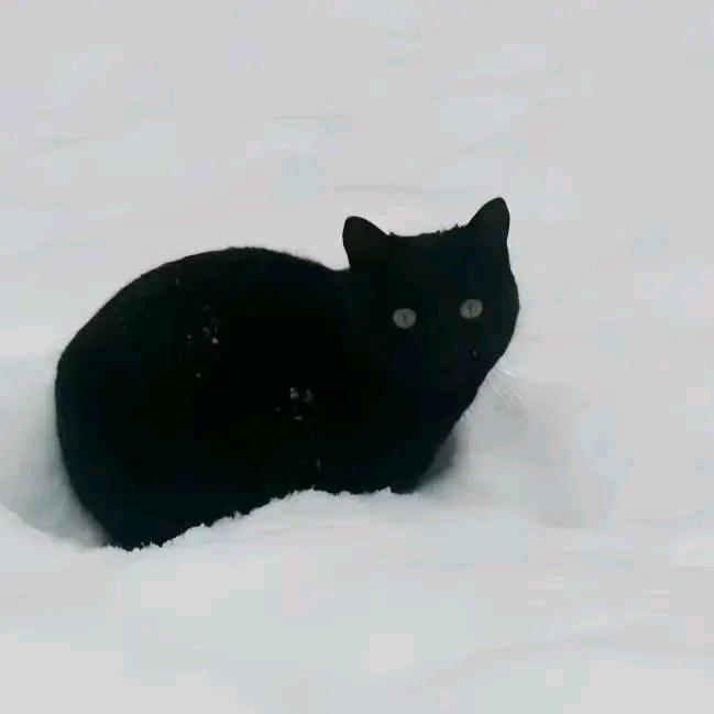 Cc.