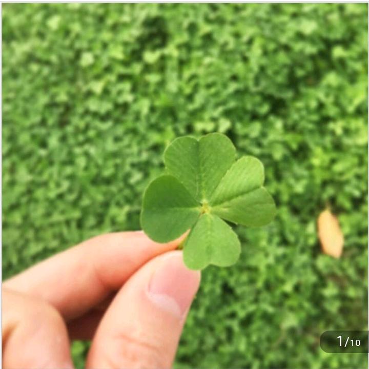 🍀小草☘️