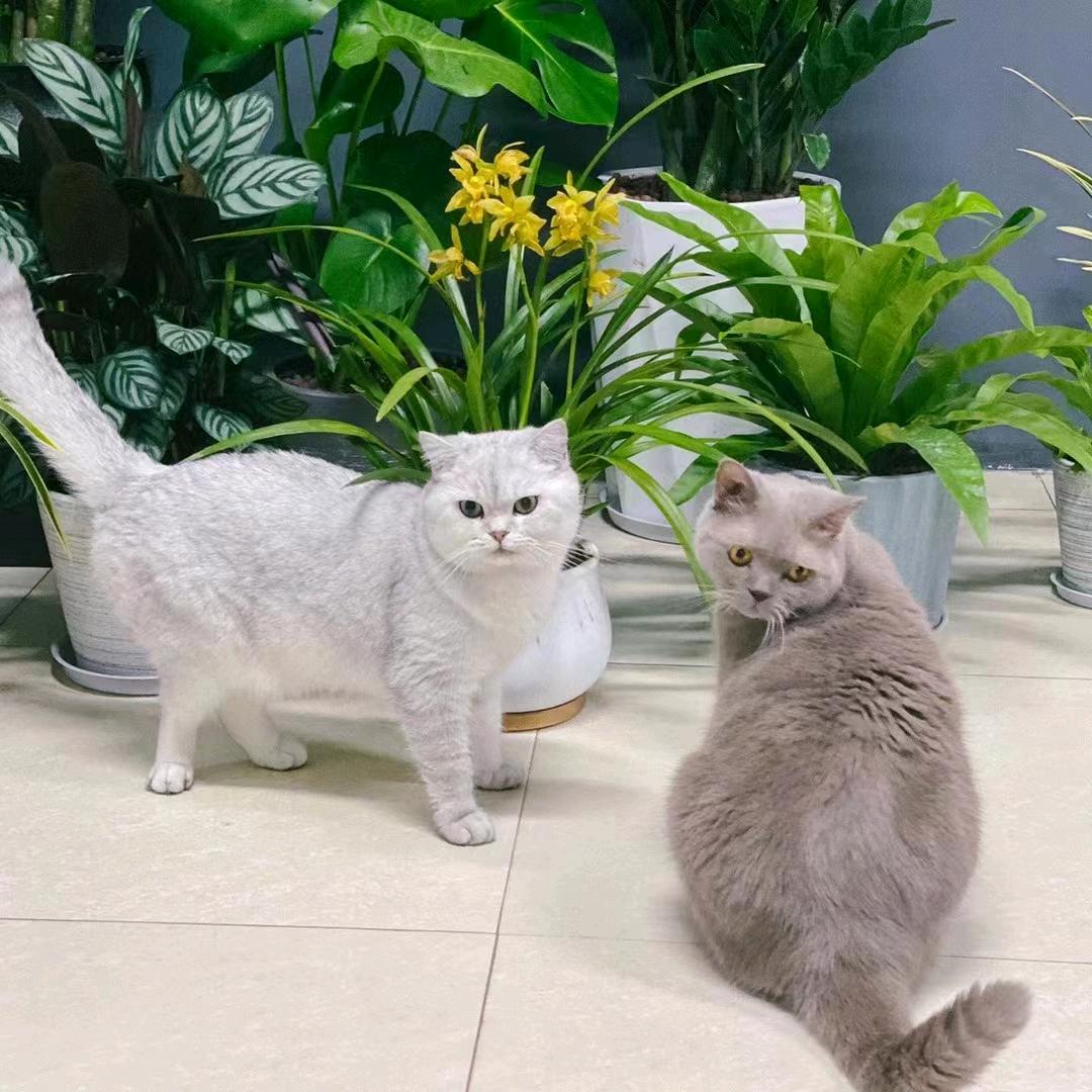 猫猫可爱呀