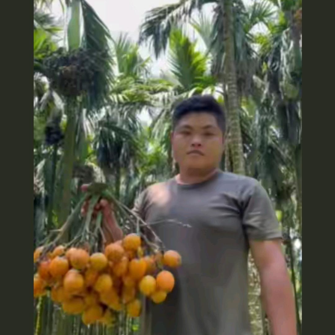 阿伦槟榔苗圃