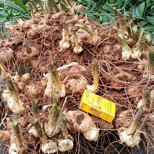 黄精，石菖蒲，白芨种苗