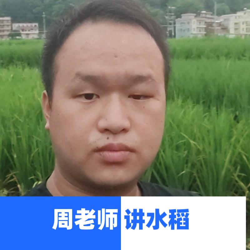 周老师讲水稻