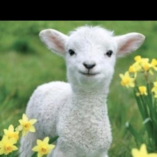 唐县诚信代收育肥羊马红卫