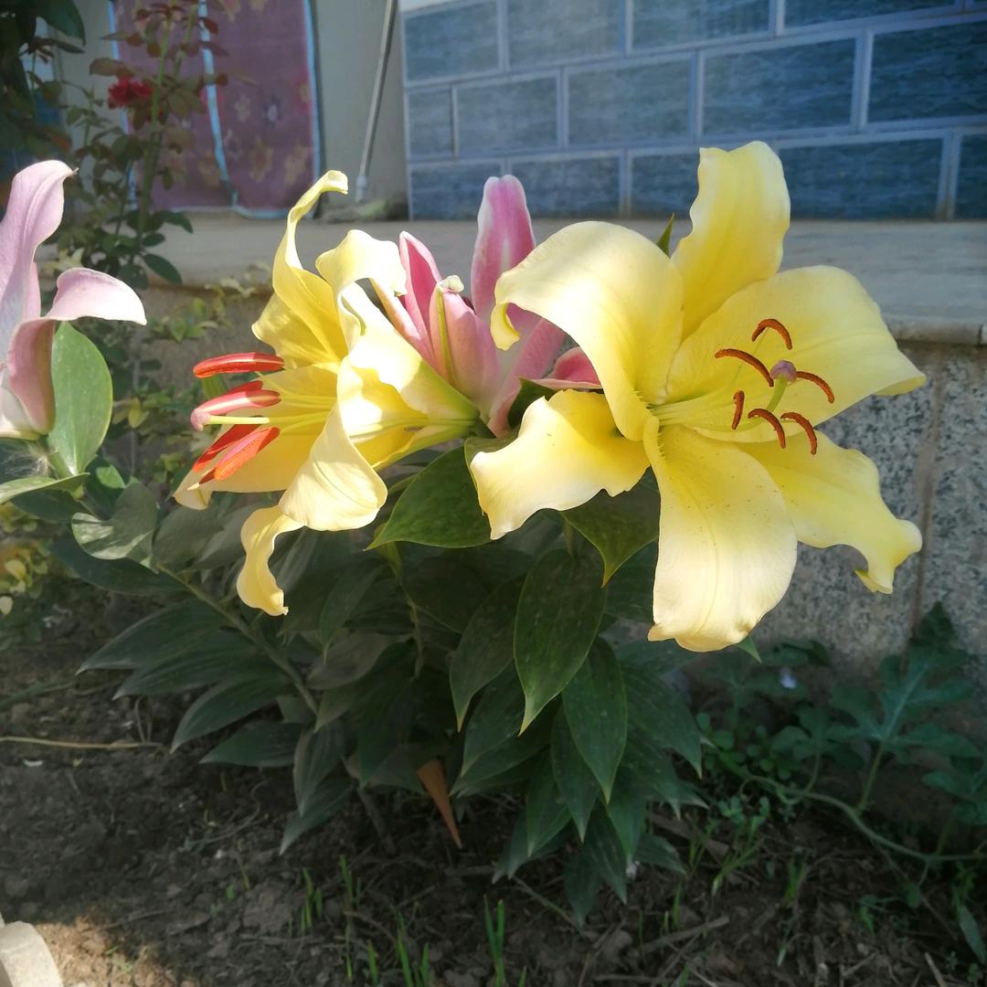 落花忆梦