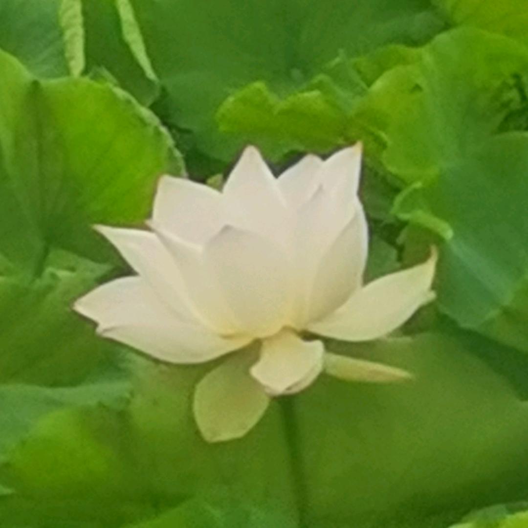 海豚
