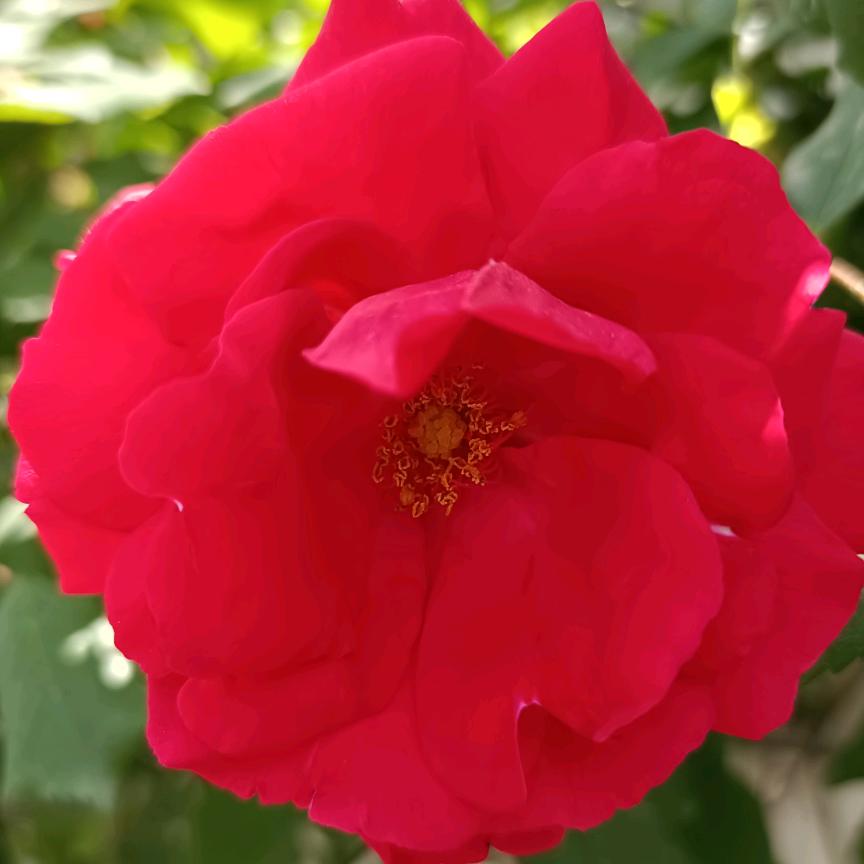 康乃馨《连赞拉黑》