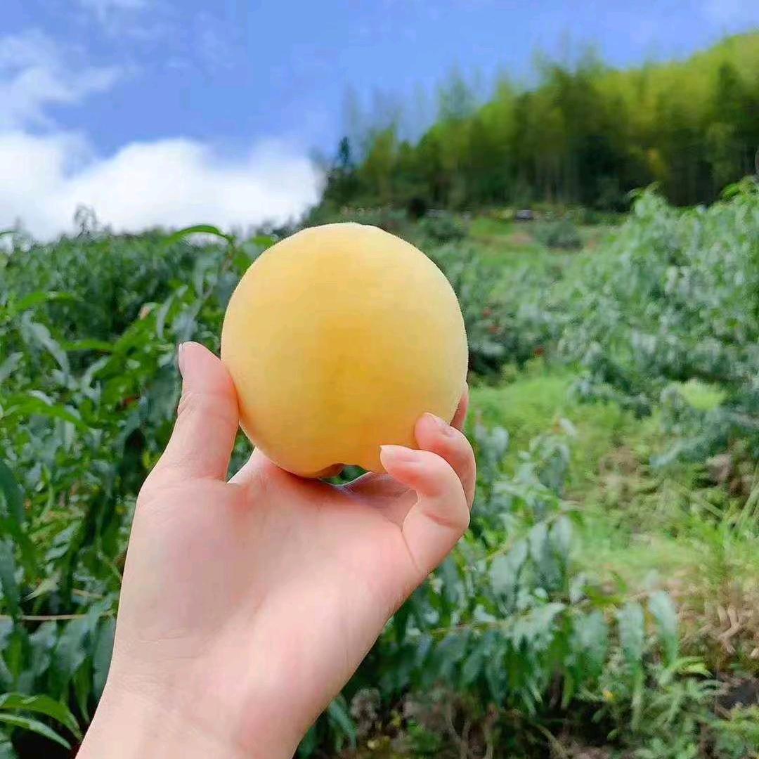 桃农常胜