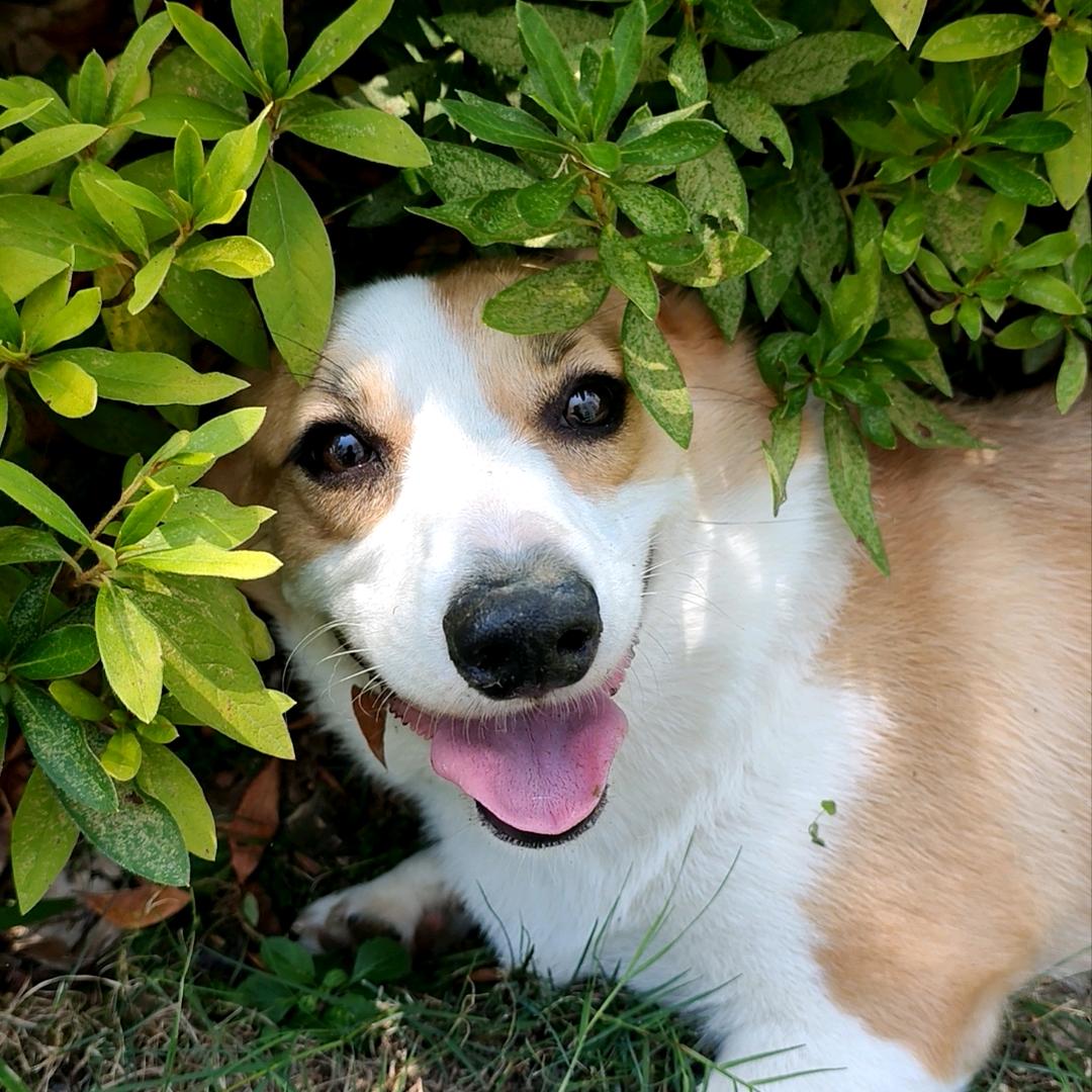 溜溜🐕