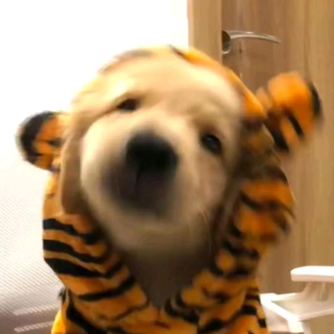 陈不肥