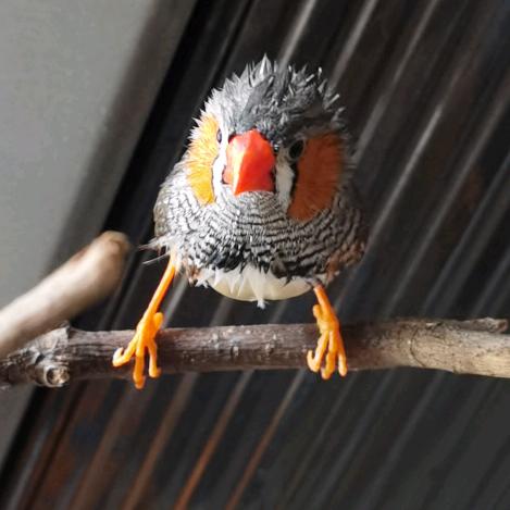 上山打老虎12345