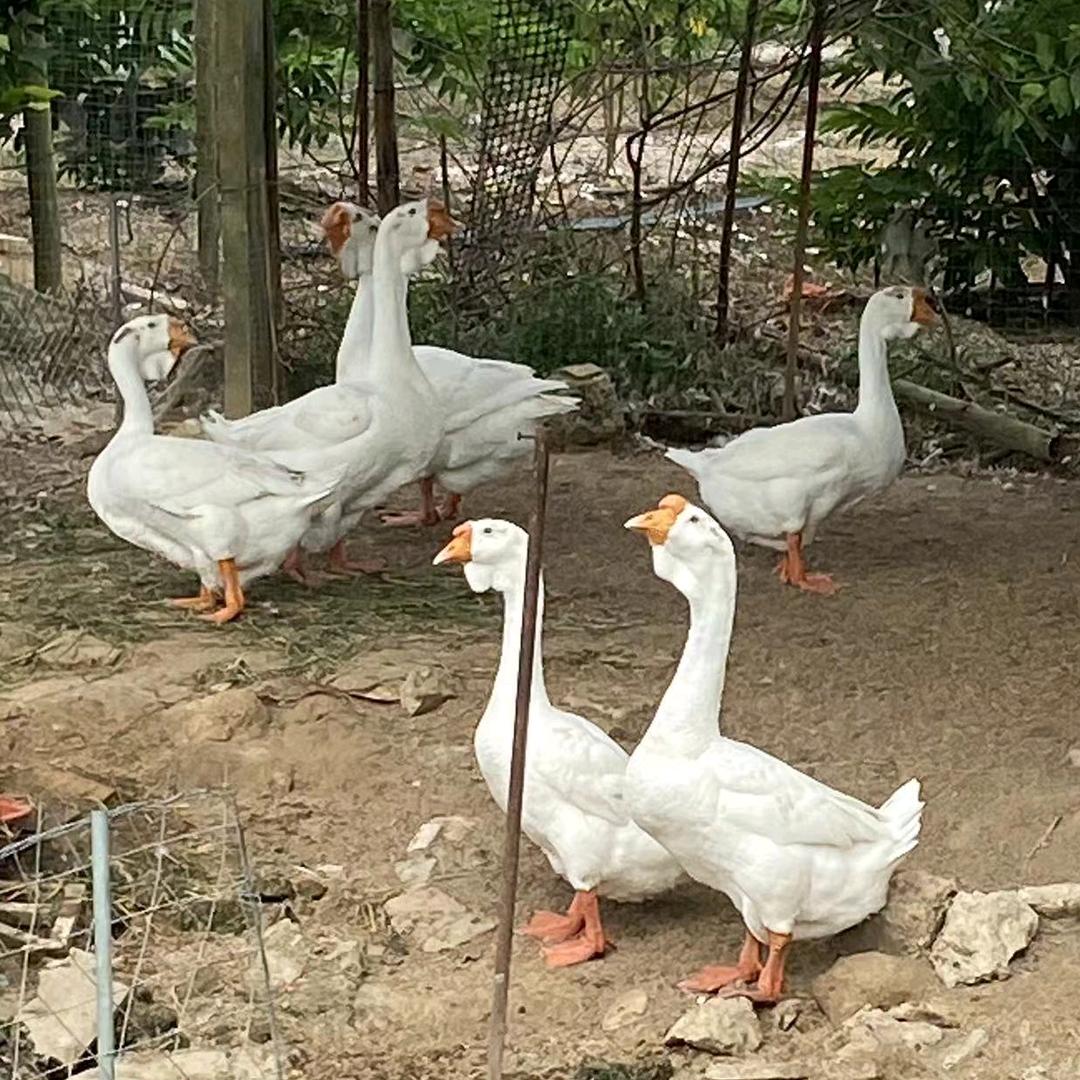 蓝维特大狮头鹅