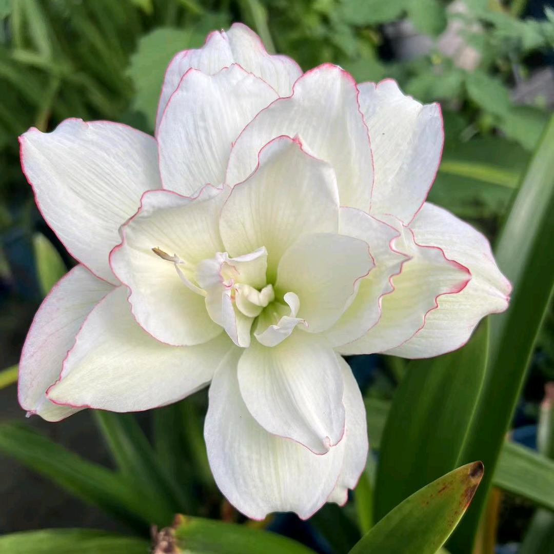 大兔兔的种花家
