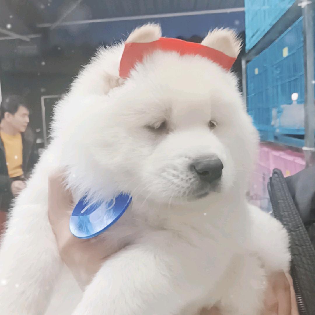 谢哥田园犬白土松