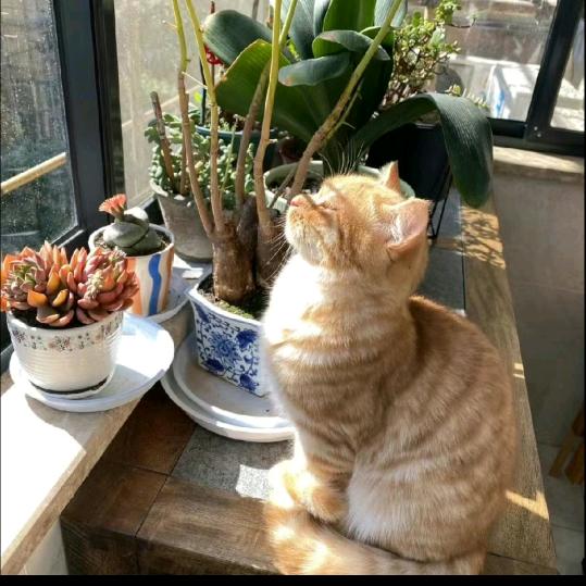 迢迢