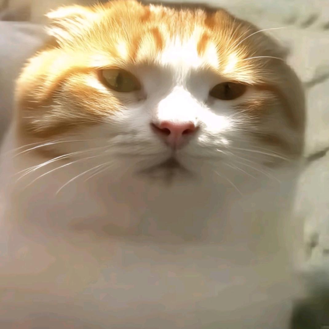 柚子(菇家军)