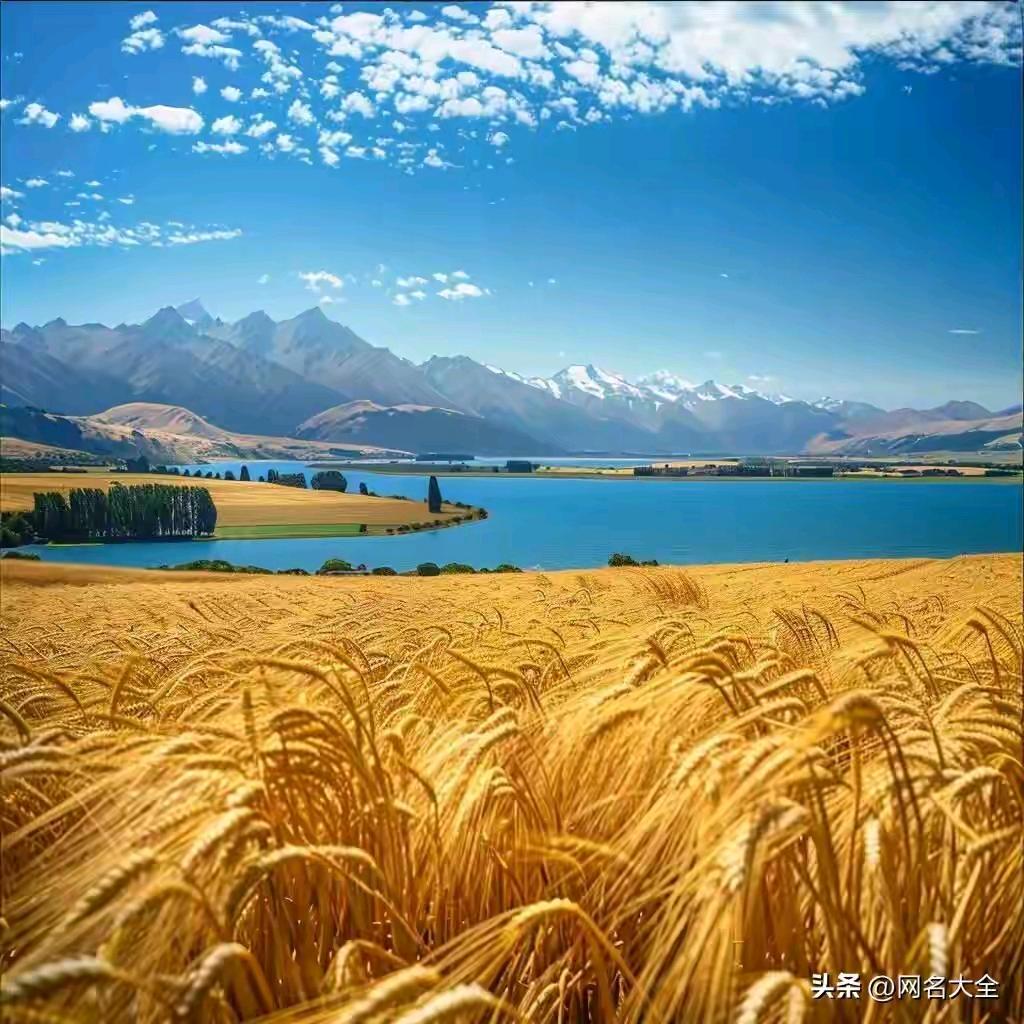 阿尼